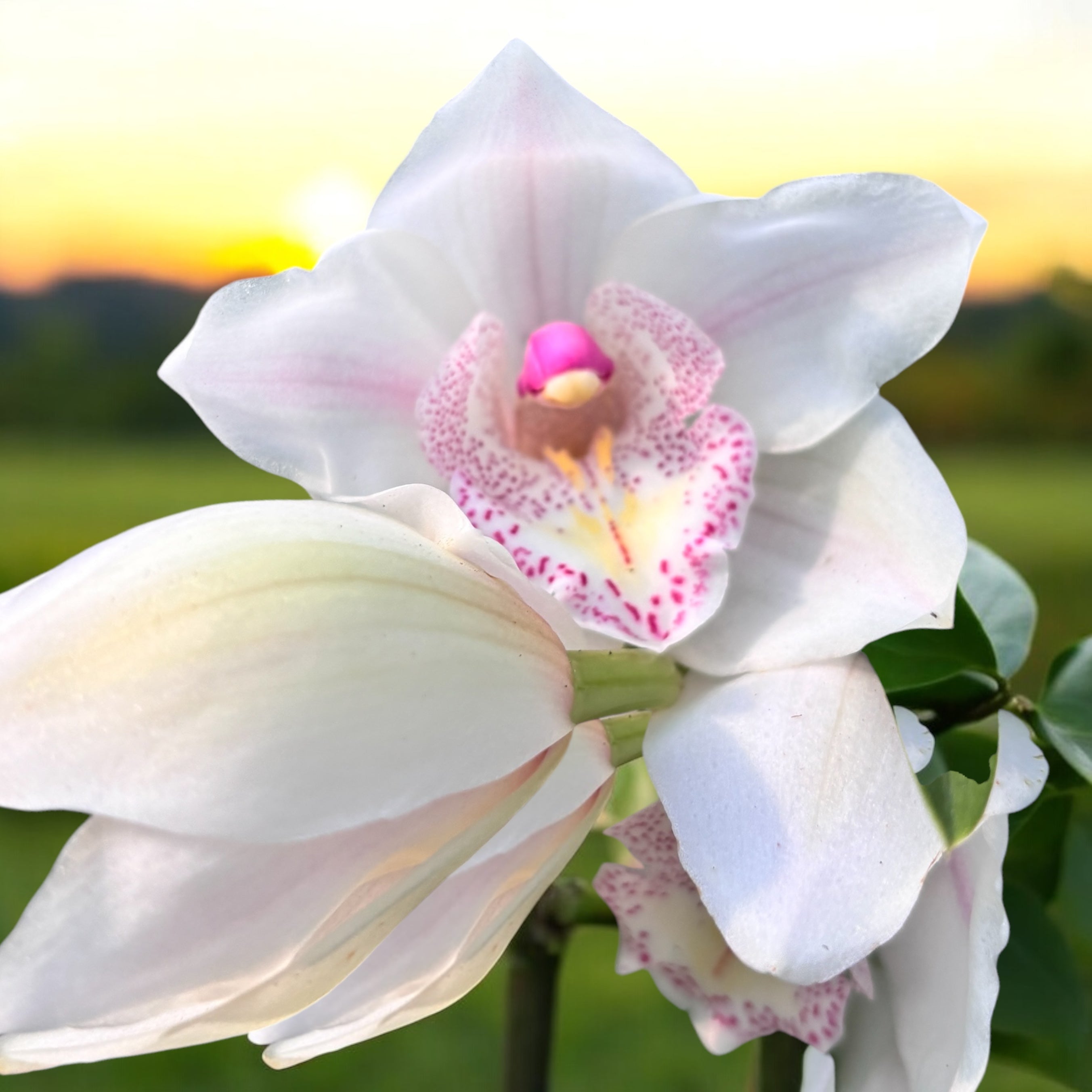 Cymbidium ‘Steffi’