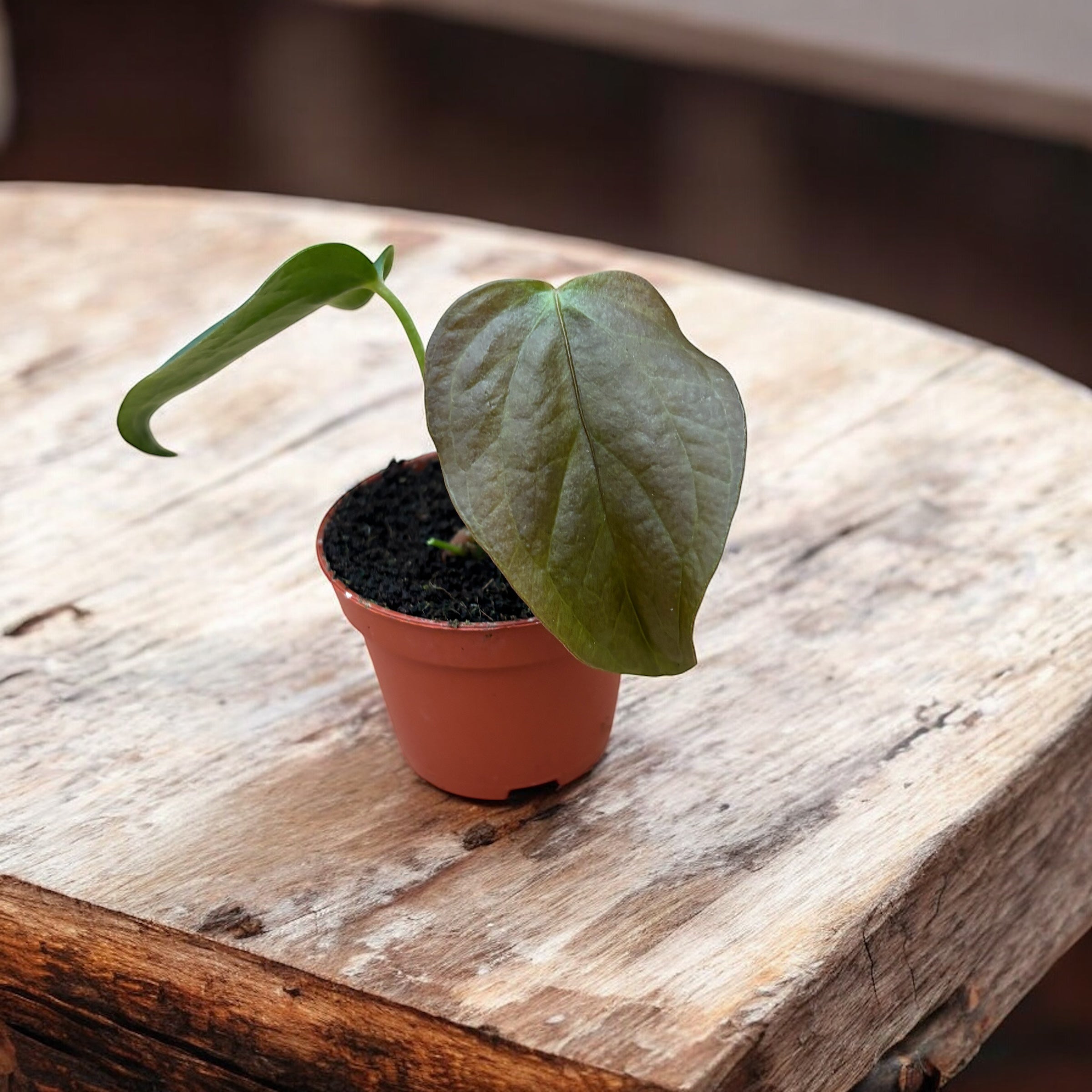 Anthurium 'Queen of Hearts' (babyplant)