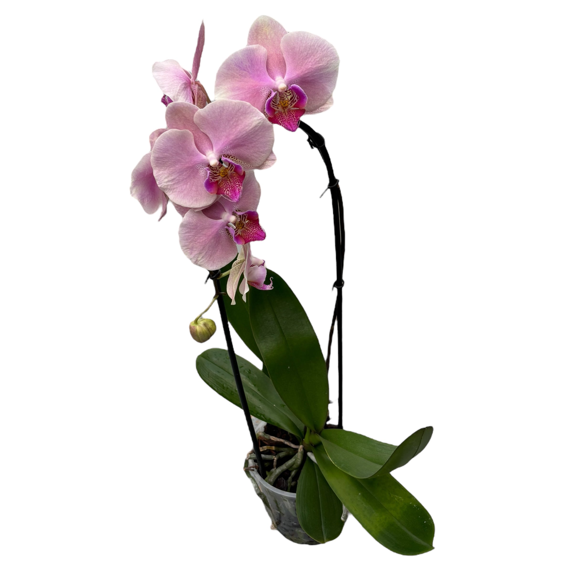 Phalaenopsis Perfect Peach
