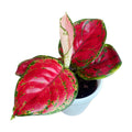 Aglaonema 'Red Joy' D9