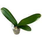 Phalaenopsis OX Luna Rosa '3066'