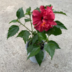 Hibiskus - Japanische Rose mit doppelter rot-korallenfarbener Blüte