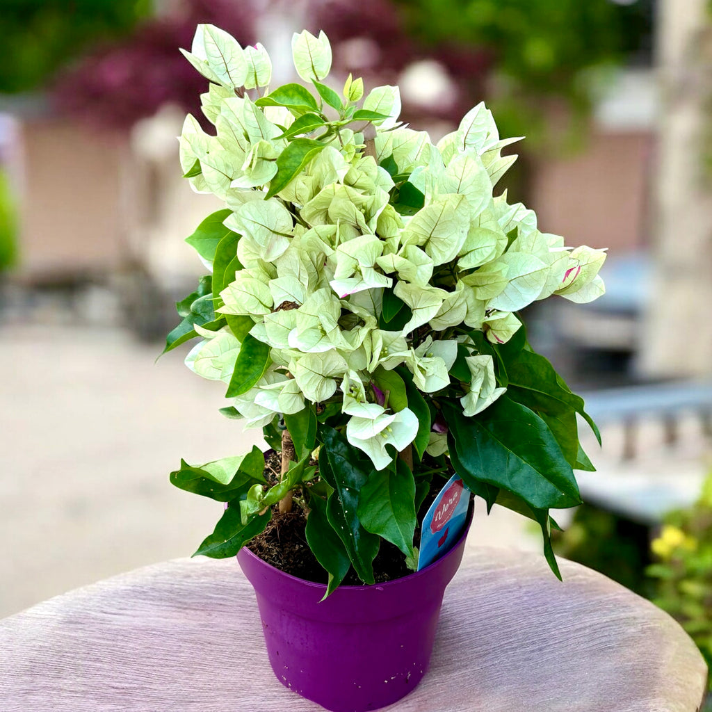 Bougainvillea 'Vera White' – La flor de papel blanca