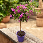 Bougainvillea 'Alexandra' pe picior - floarea de hartie