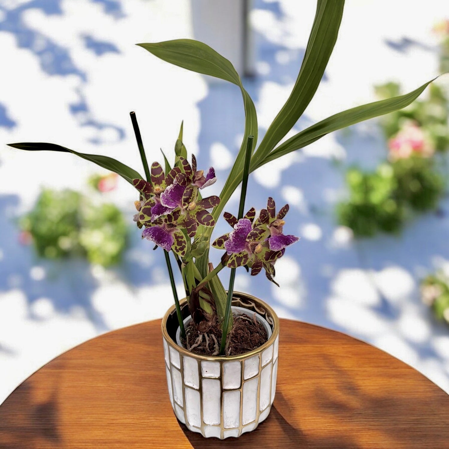 Zygopetalum Sensation - fiori profumati