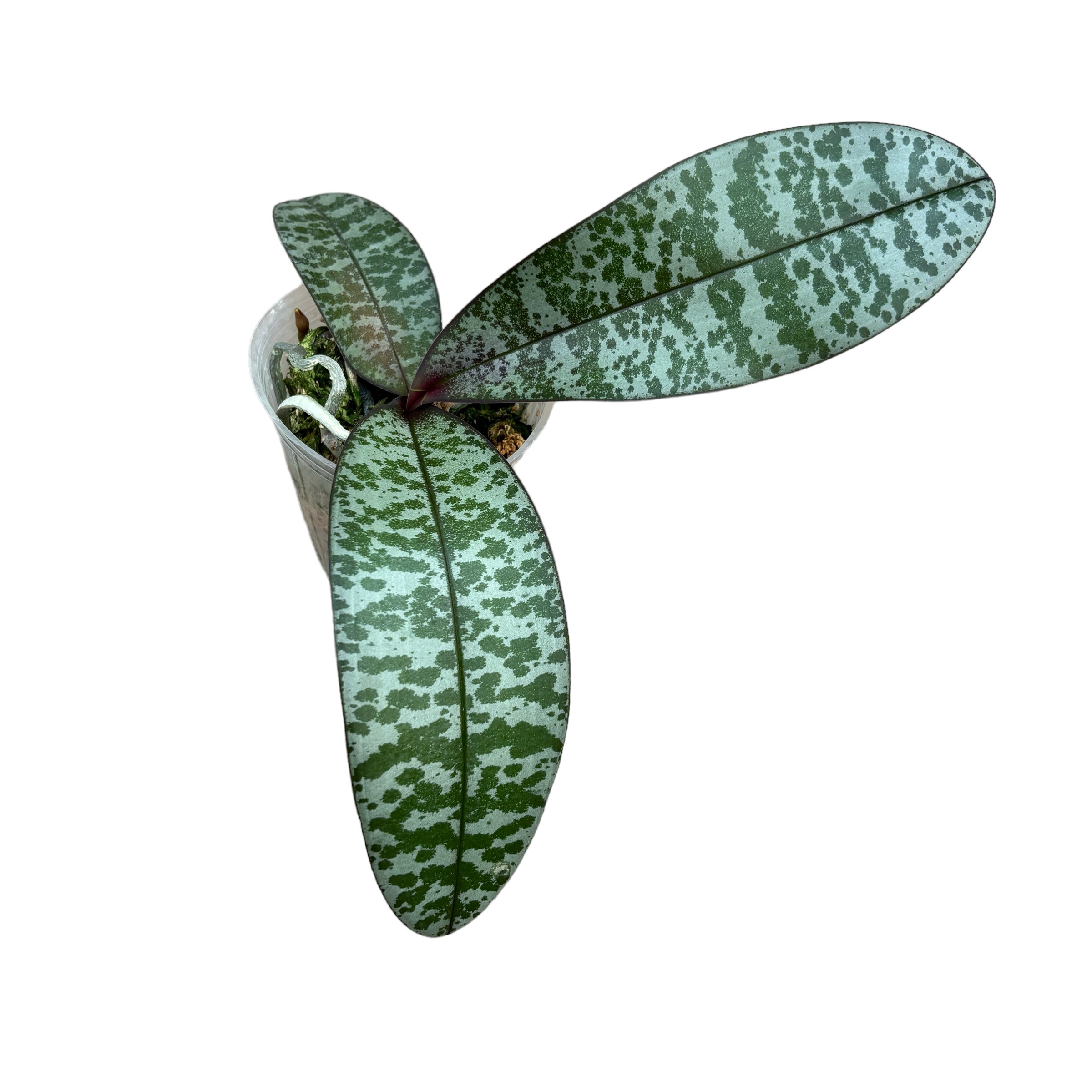 Phalaenopsis schilleriana