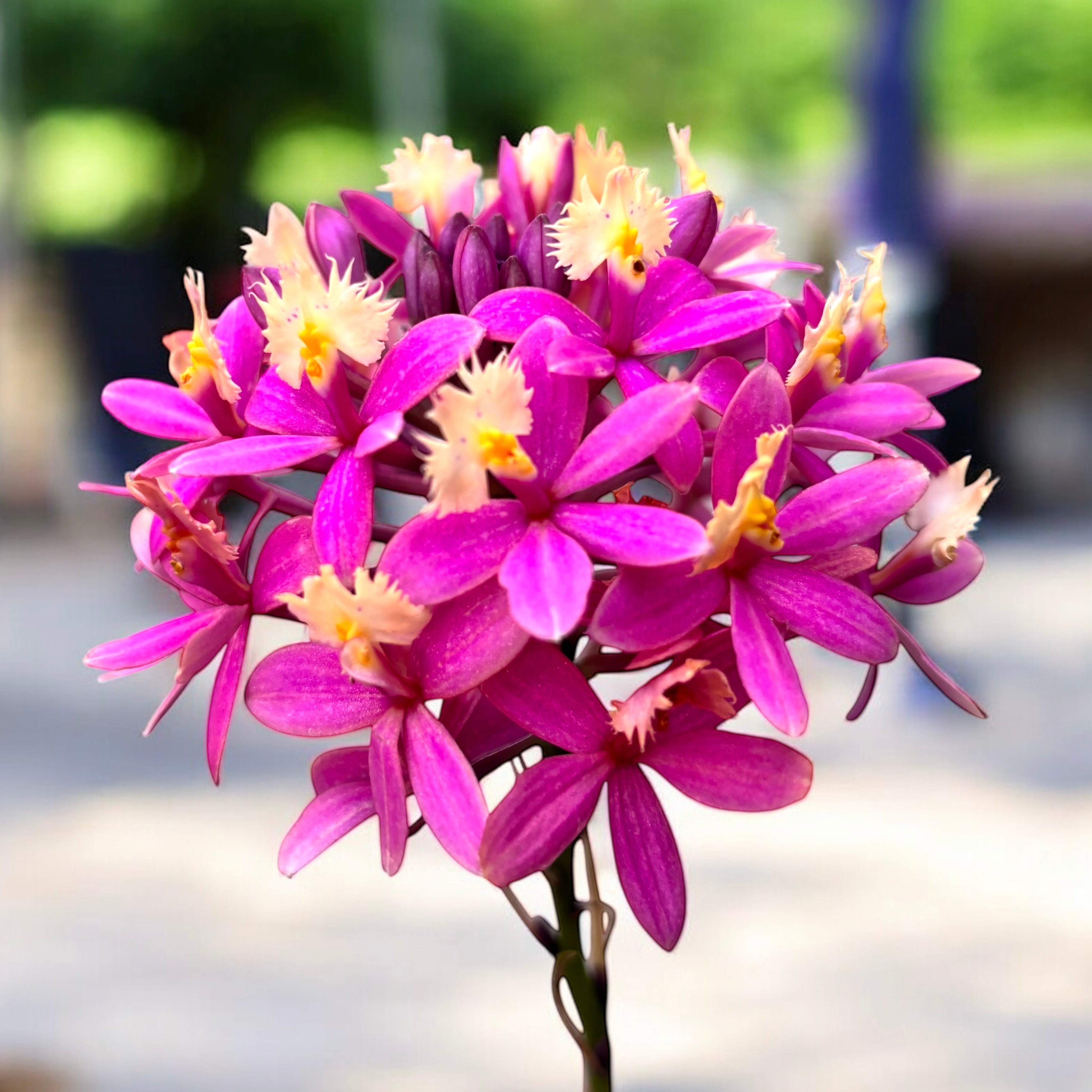 Epidendrum radicans ‘PINK’ XL