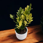 Zamioculcas zamiifolia 'Chameleon' (pestrá)