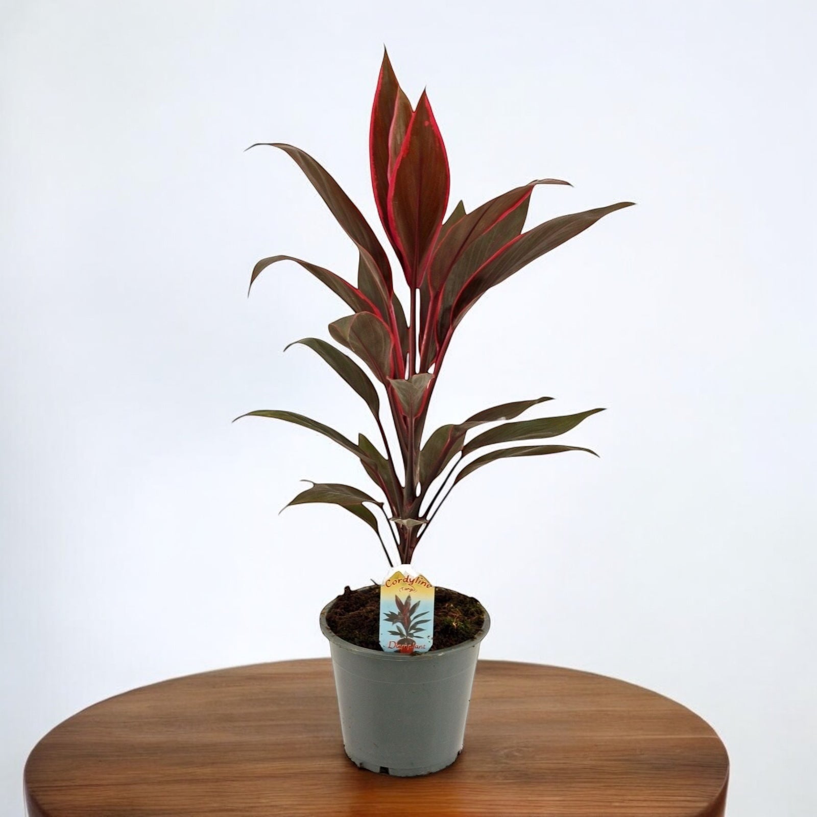 Cordyline ‘Tango’ – planta tropicala cu frunzis colorat, considerata aducatoare de noroc