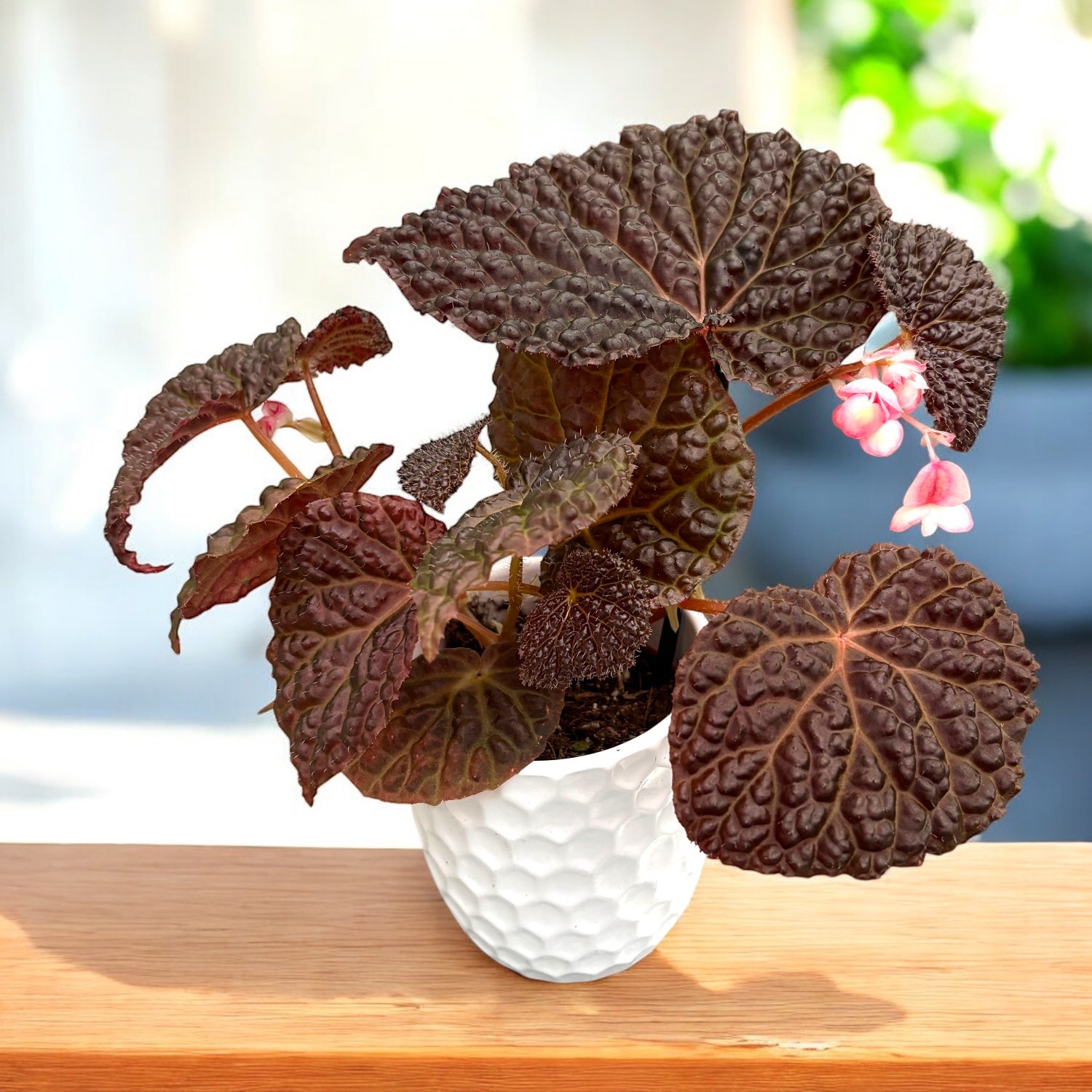 Begonii exotice de interior – Secret Garden Plant Shop