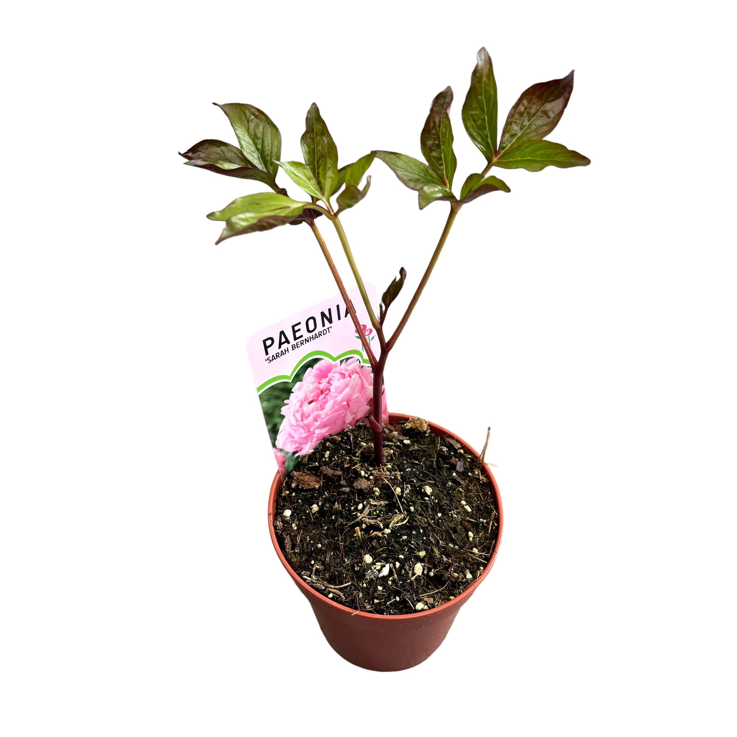 Illatos kertibozsik - Paeonia lactiflora 'Sarah Bernhardt'