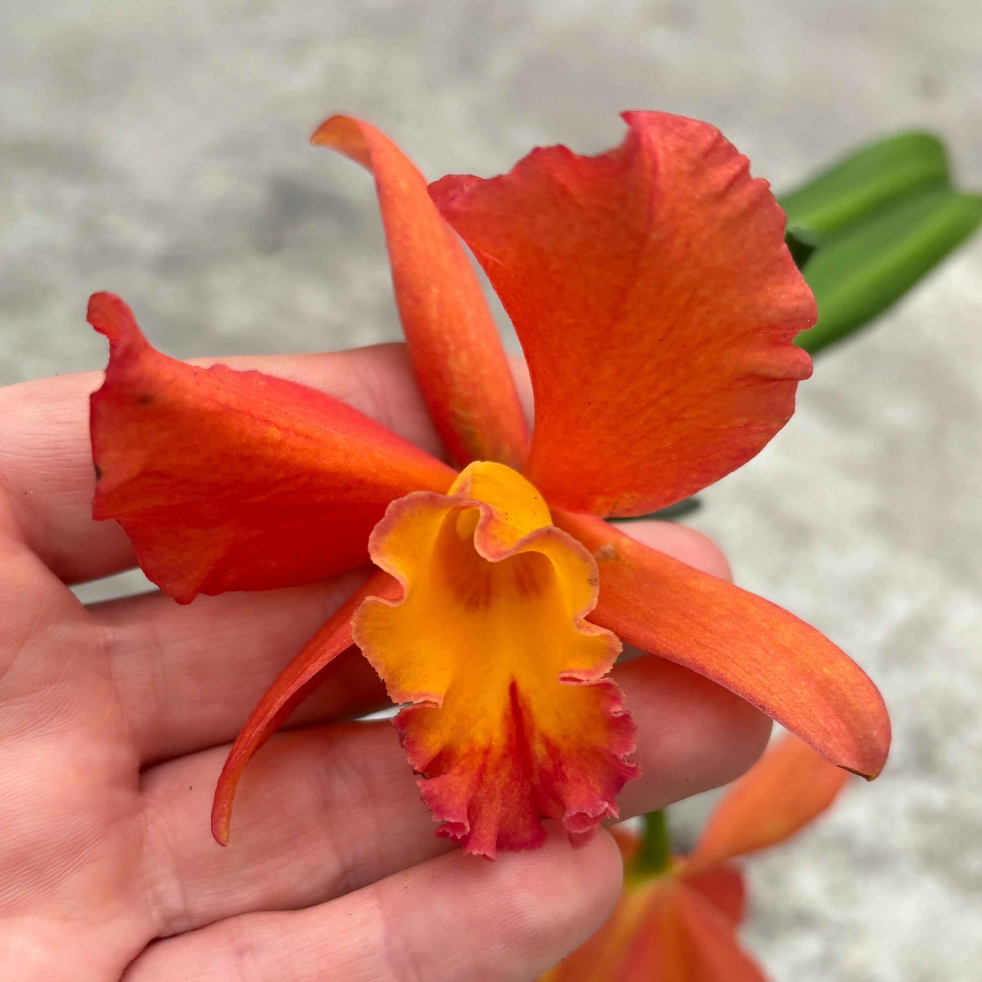 Cattleya arancione #02