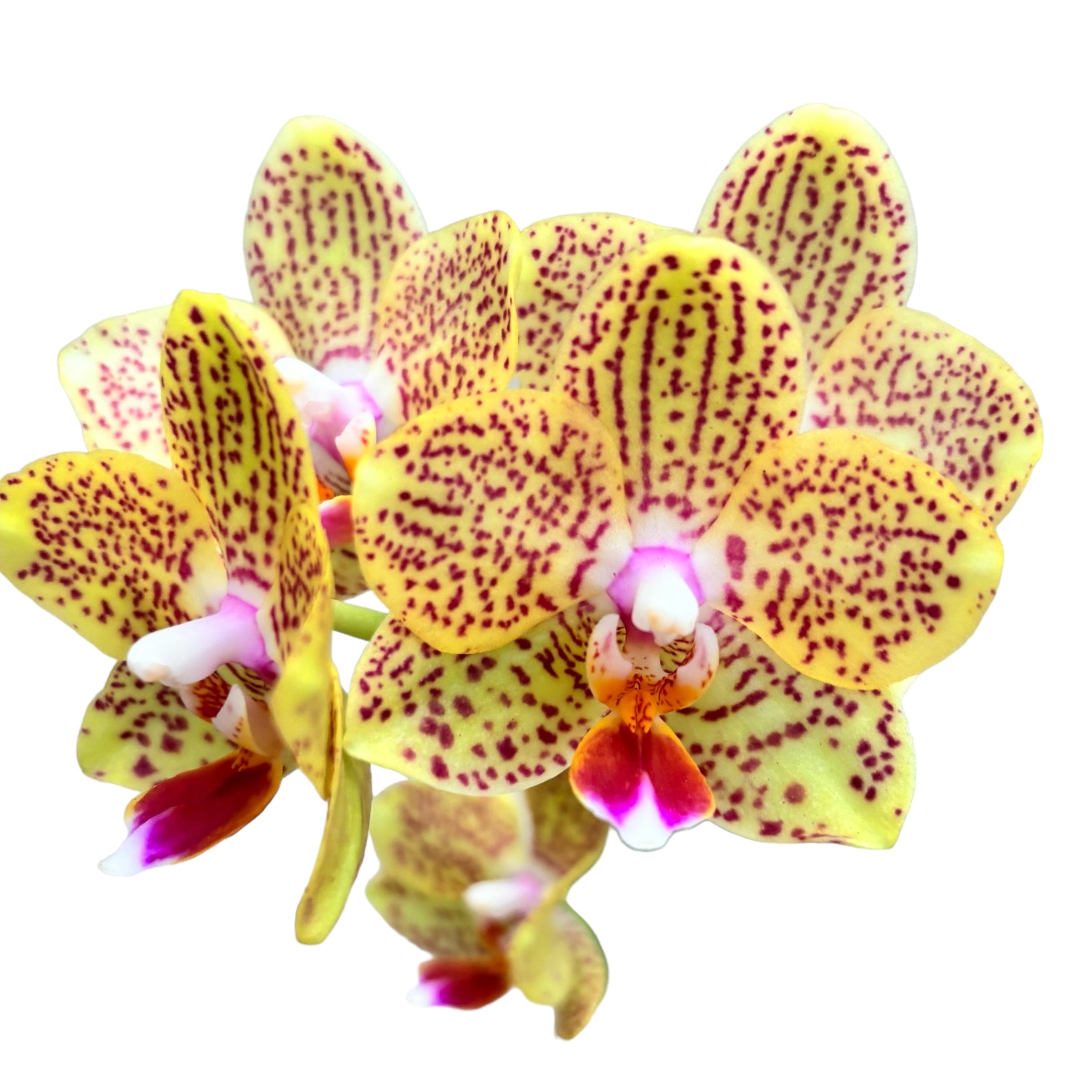 Phalaenopsis « Limited #68 »