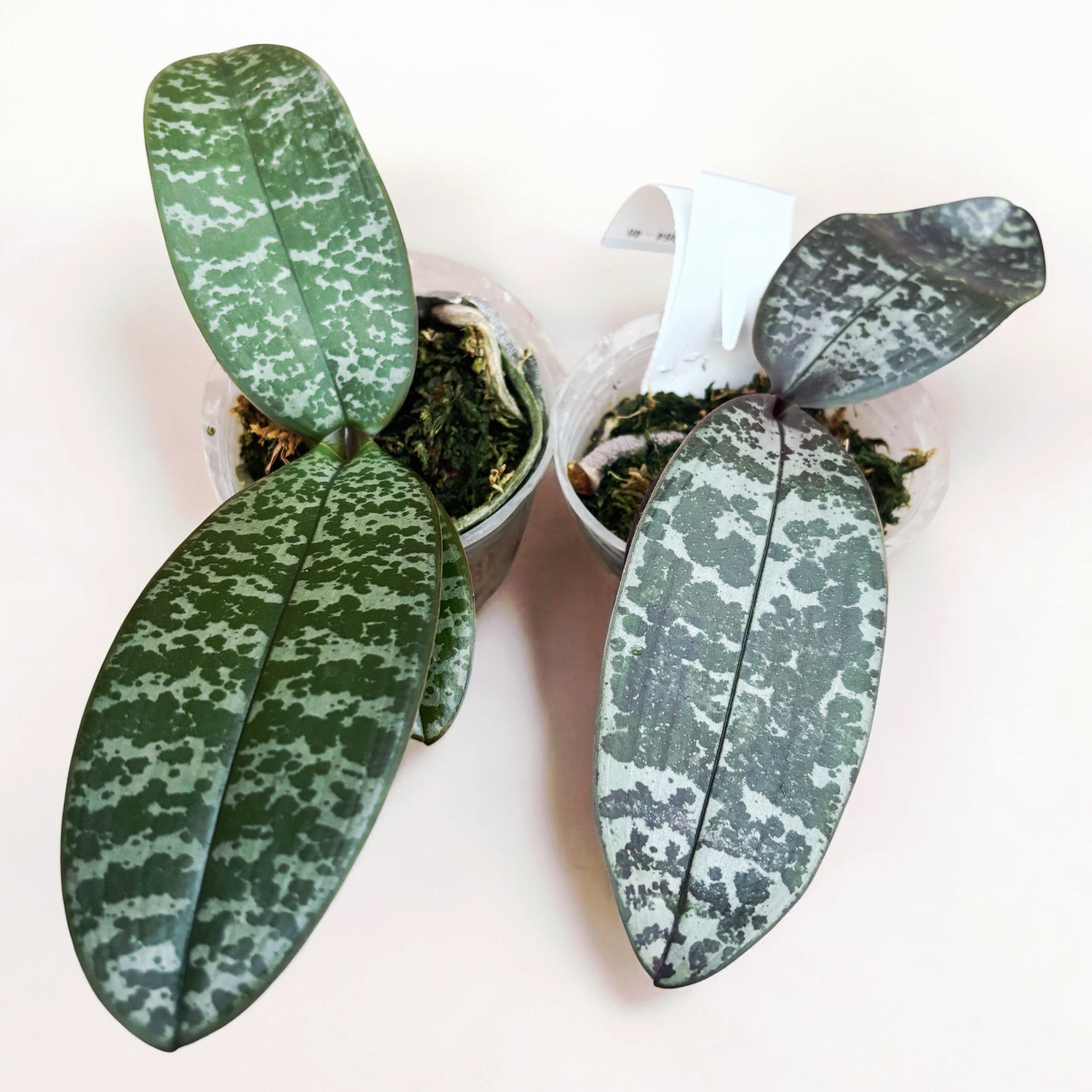 Phalaenopsis philippinensis (Silver Leaves)