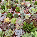 Plante suculente mini mix - set de 20 buc