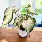 Caladium 'White Wonder'