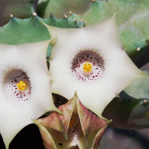 Huernia Blyderiverensis