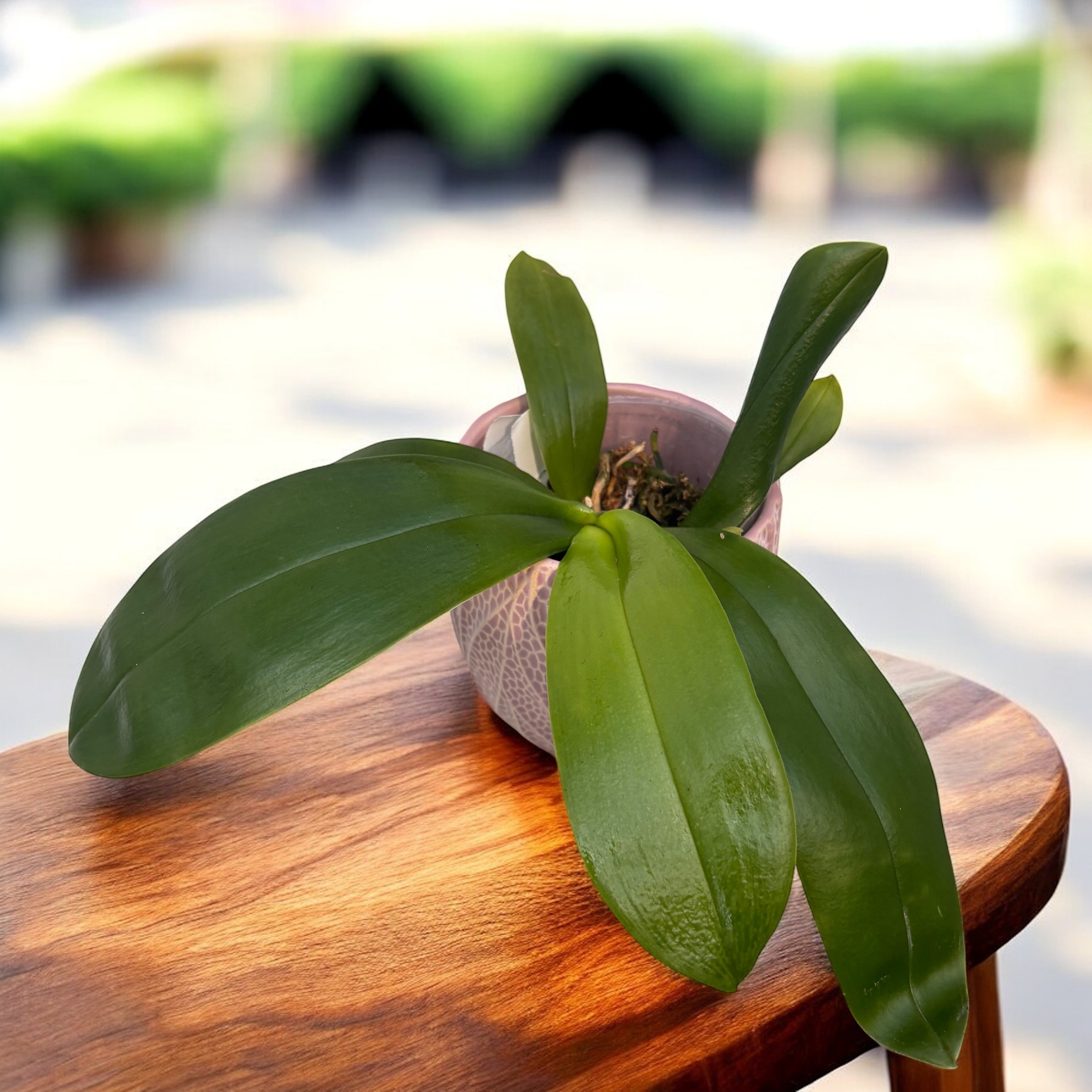 Phalaenopsis violacea var. indigo red 'MIKI' *parfumata