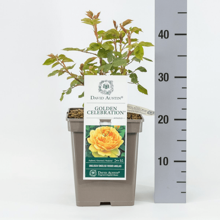 Rosa ‘Golden Celebration’® - Trandafir englezesc, David Austin