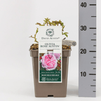 Rosa ‘Olivia Rose Austin’