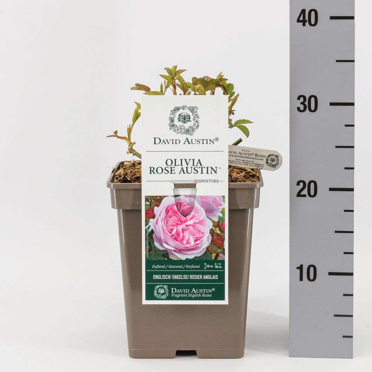 Rosa ‘Olivia Rose Austin’