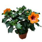 Hibiscus Petite Orange (2-3 plante/ghiveci)