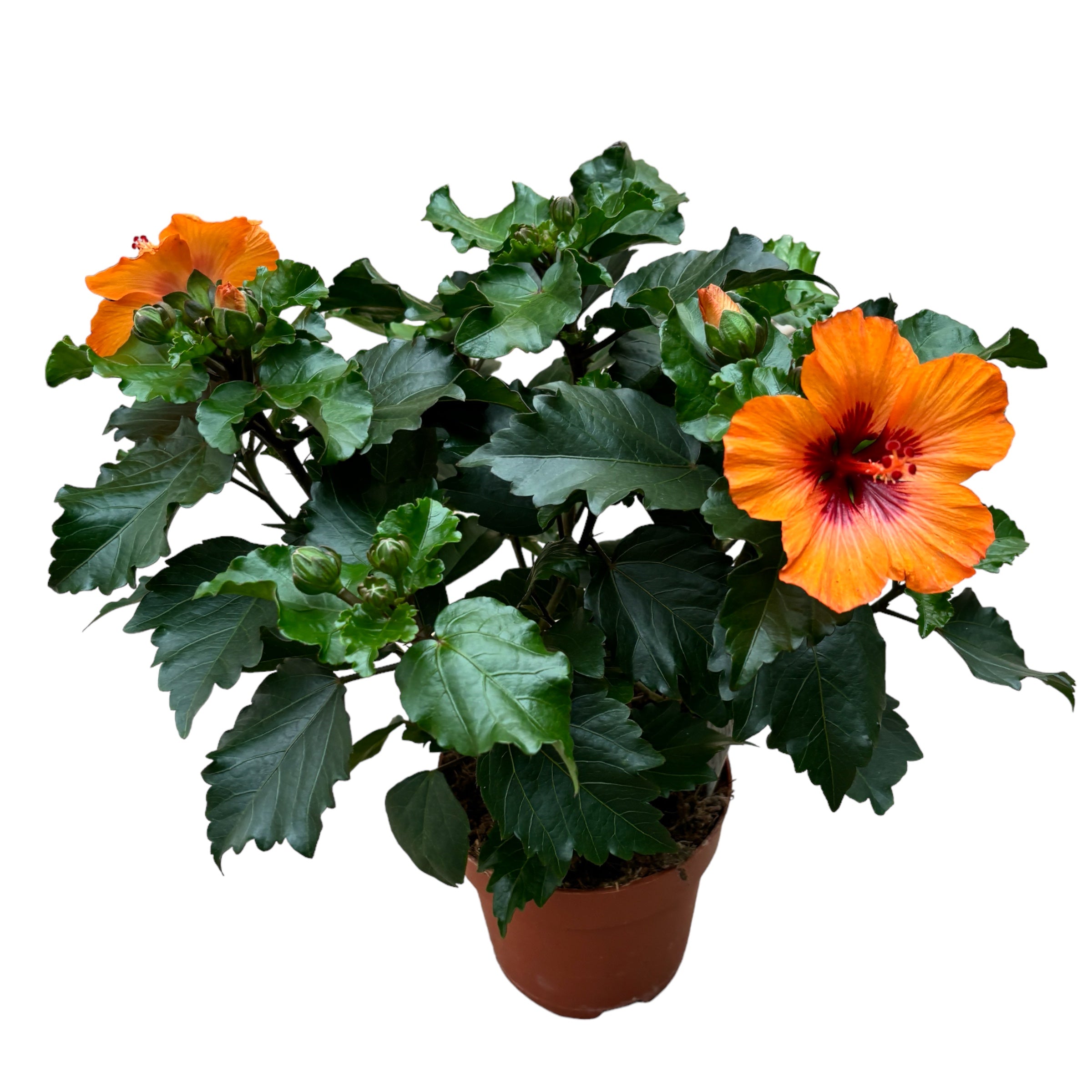 Ibisco Petite Orange (2-3 piante/vaso)