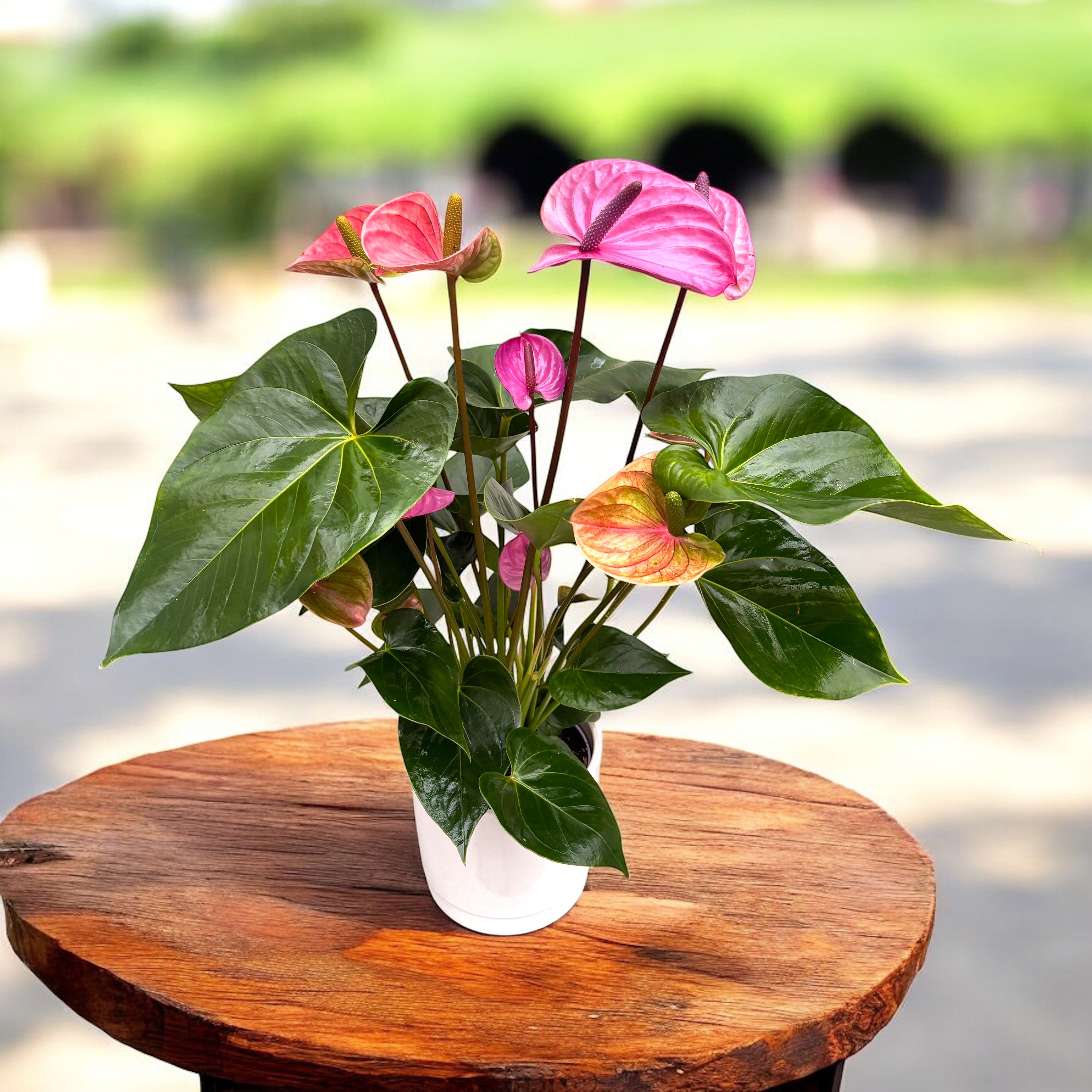 Anthurium ‘Cavalli’ (Floarea Flamingo) - flori mari