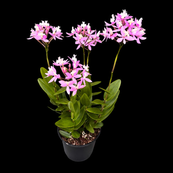 Epidendrum radicans Pink - Exemplare XL D15