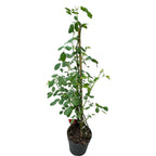 Trandafiri cataratori XL