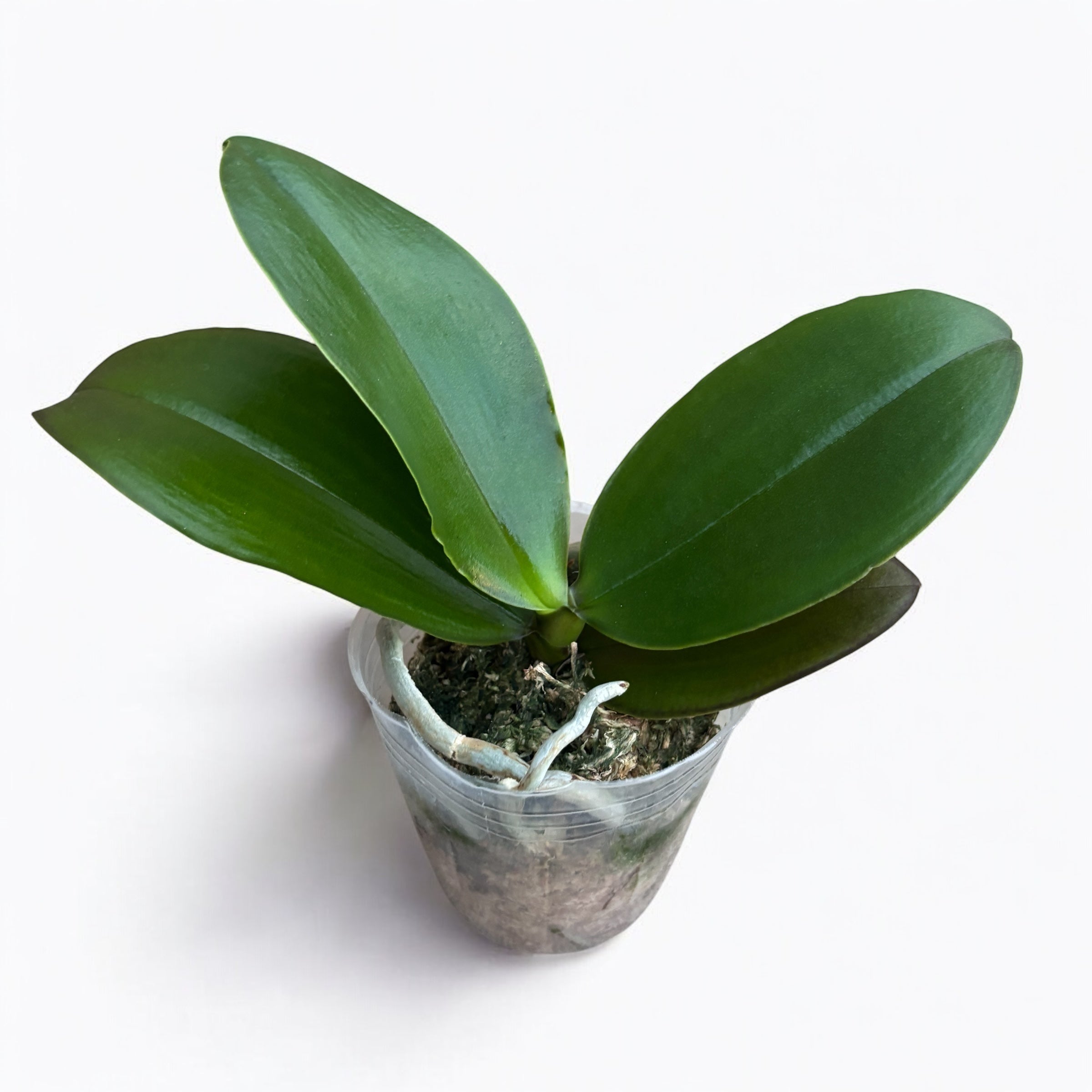 Phalaenopsis Sogo Shito parfumata