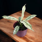 Spathiphyllum Sensation Variegata - crinul pacii variegat, planta de colectie
