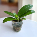 Phalaenopsis Yaphon Black Leopard '1711' - tuoksuva