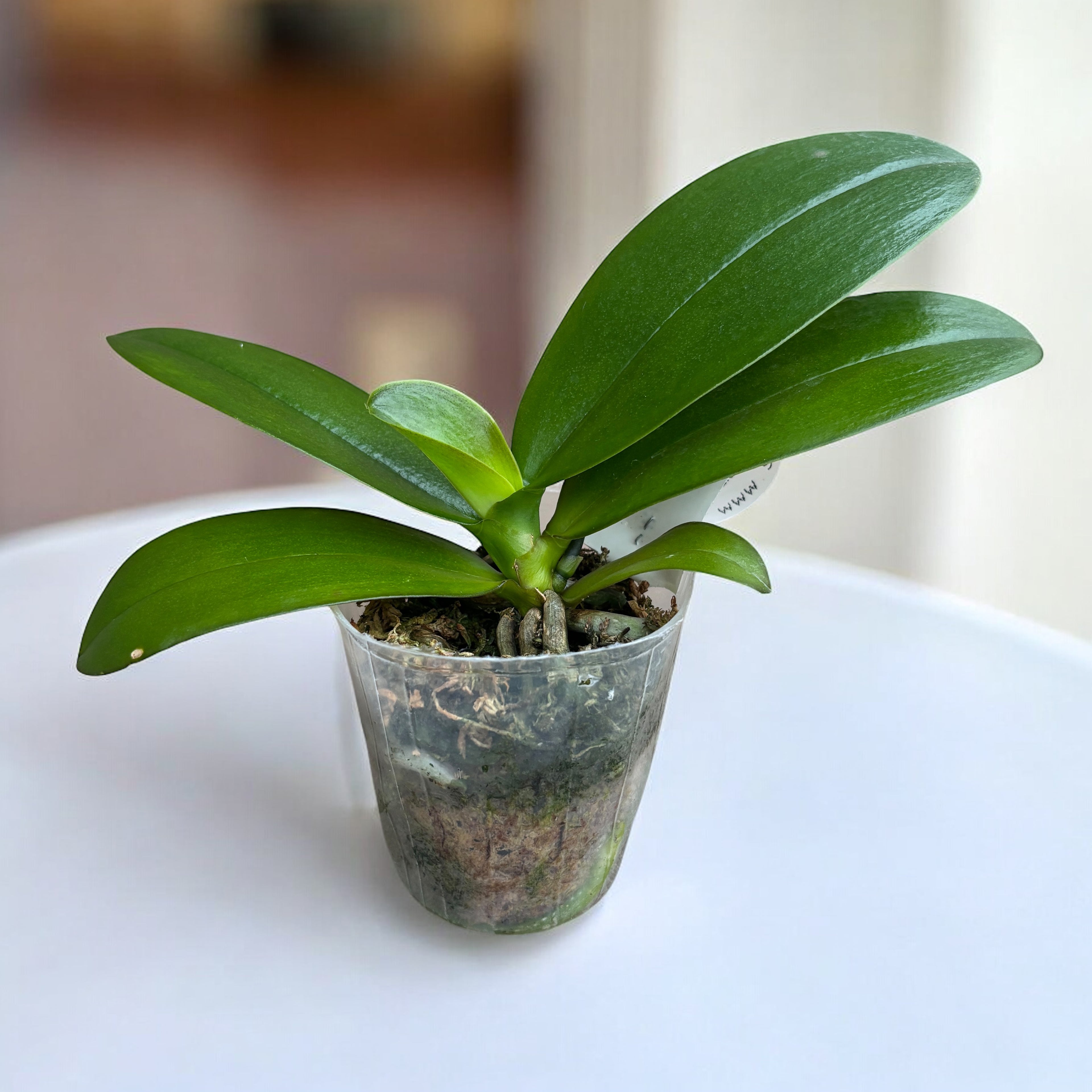 Phalaenopsis Yaphon Black Leopard '1711' - parfumata