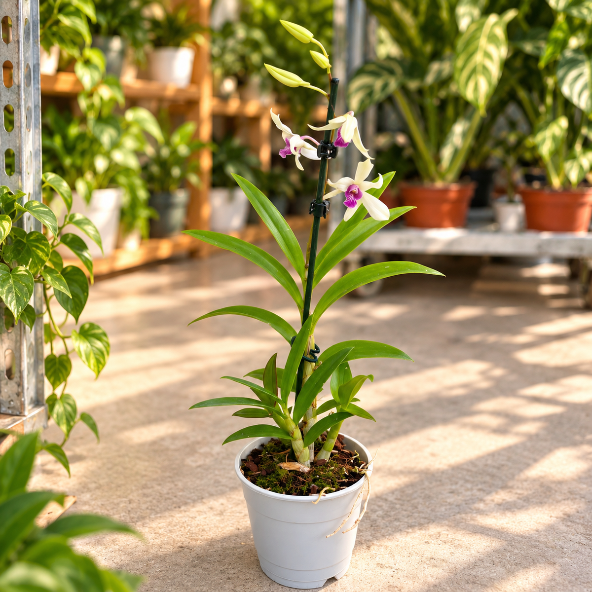 Dendrobium White Ceasar Bangkok (Dendrobium Phalaenopsis)