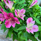 Alstroemeria Inca Goal - compact Peruvian lily with spectacular pink flowers