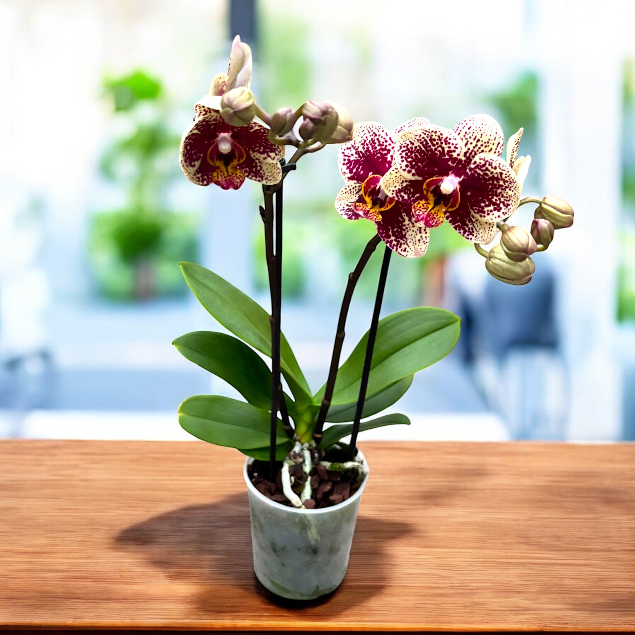 Phalaenopsis Spain (Streetwise)