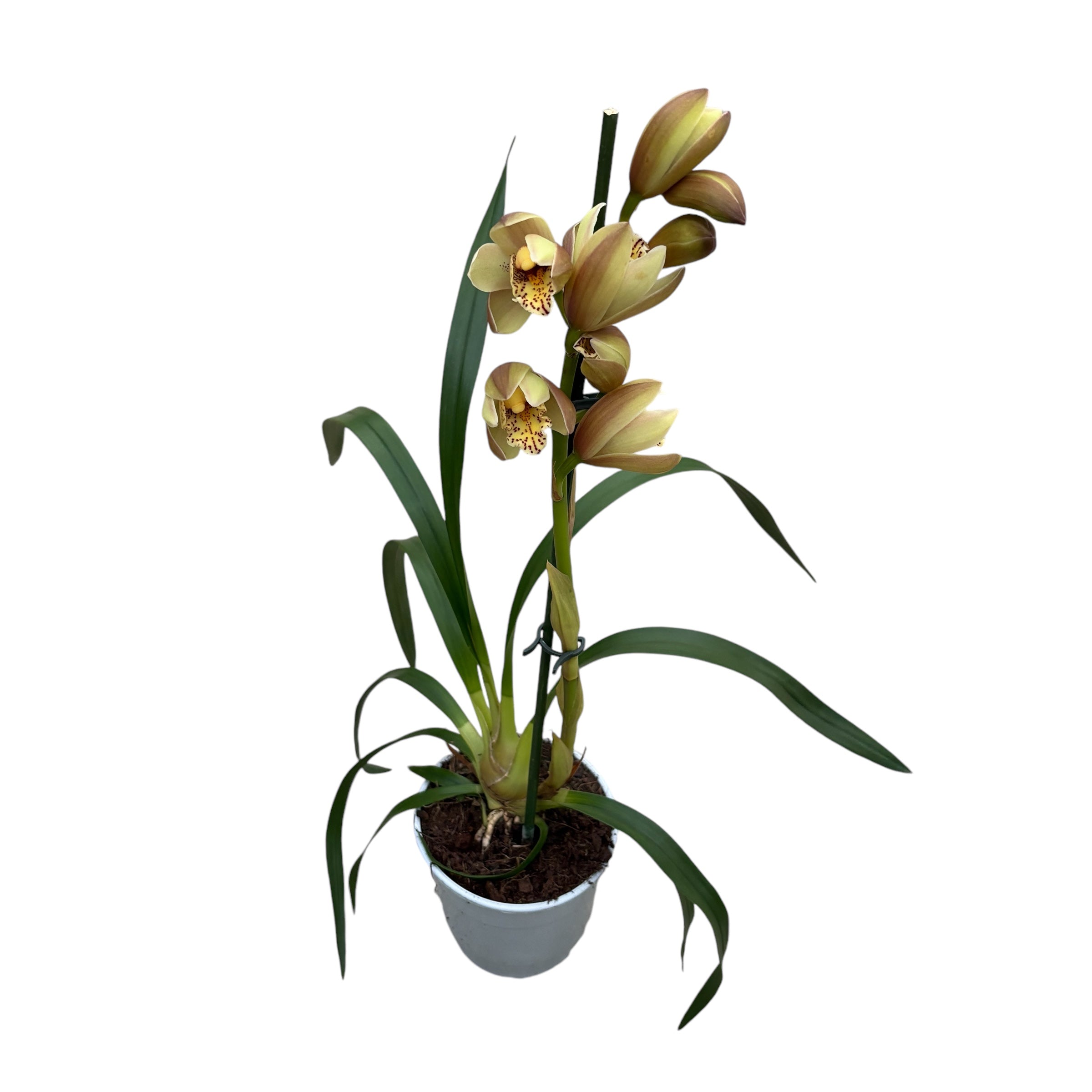 Cymbidium Wilhelmina (variation)