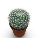 Mammillaria parkinsonii - cactus occhio di gufo, cactus messicano con spine bianche