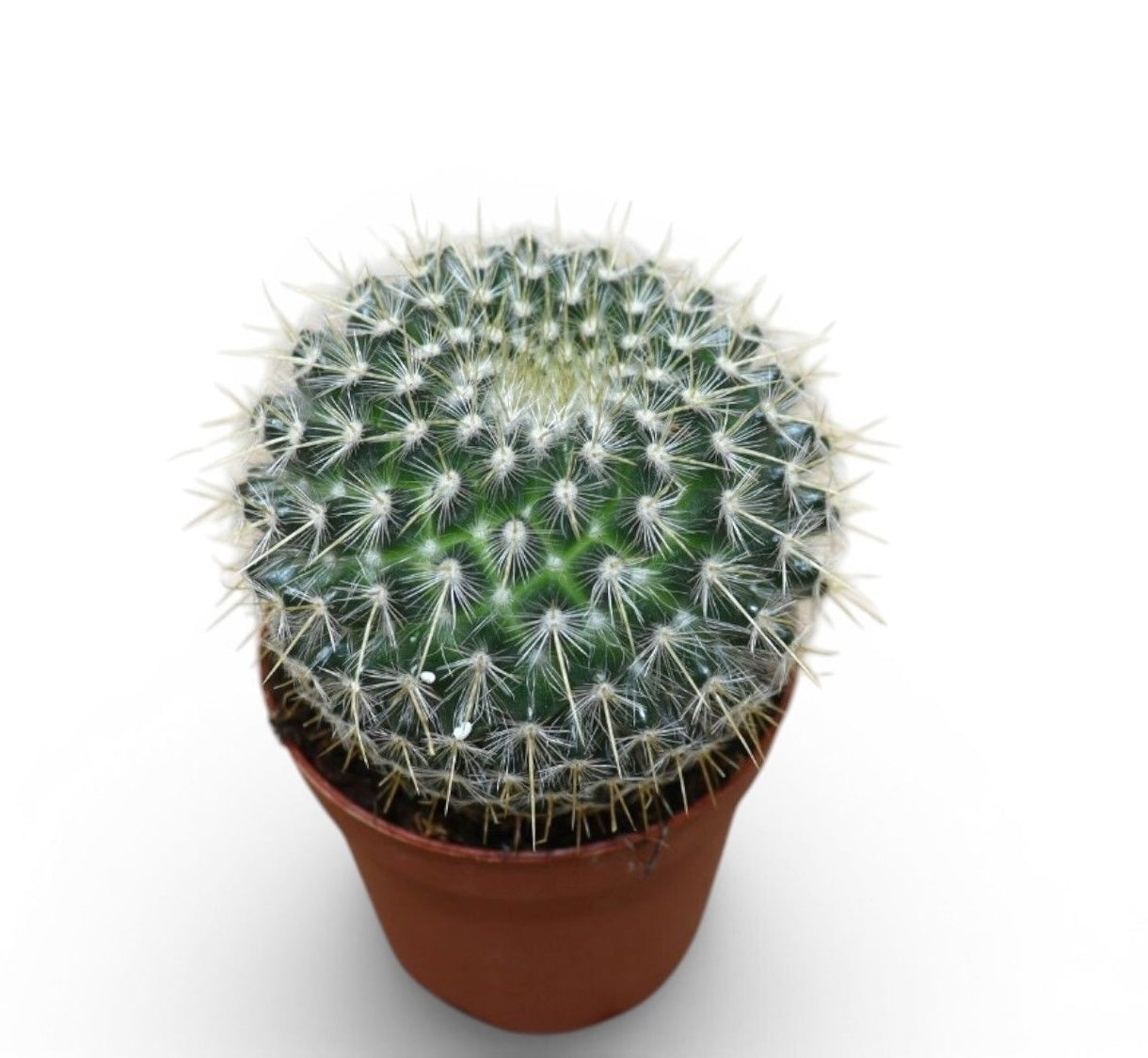 Mammillaria parkinsonii - cactus occhio di gufo, cactus messicano con spine bianche