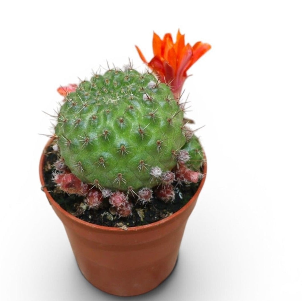 Aylostera fiebrigii (Rebutia albiareolata) – Miniaturkaktus mit rot-orangefarbenen Blüten