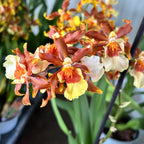 Colmanara Gold Rush - profumata