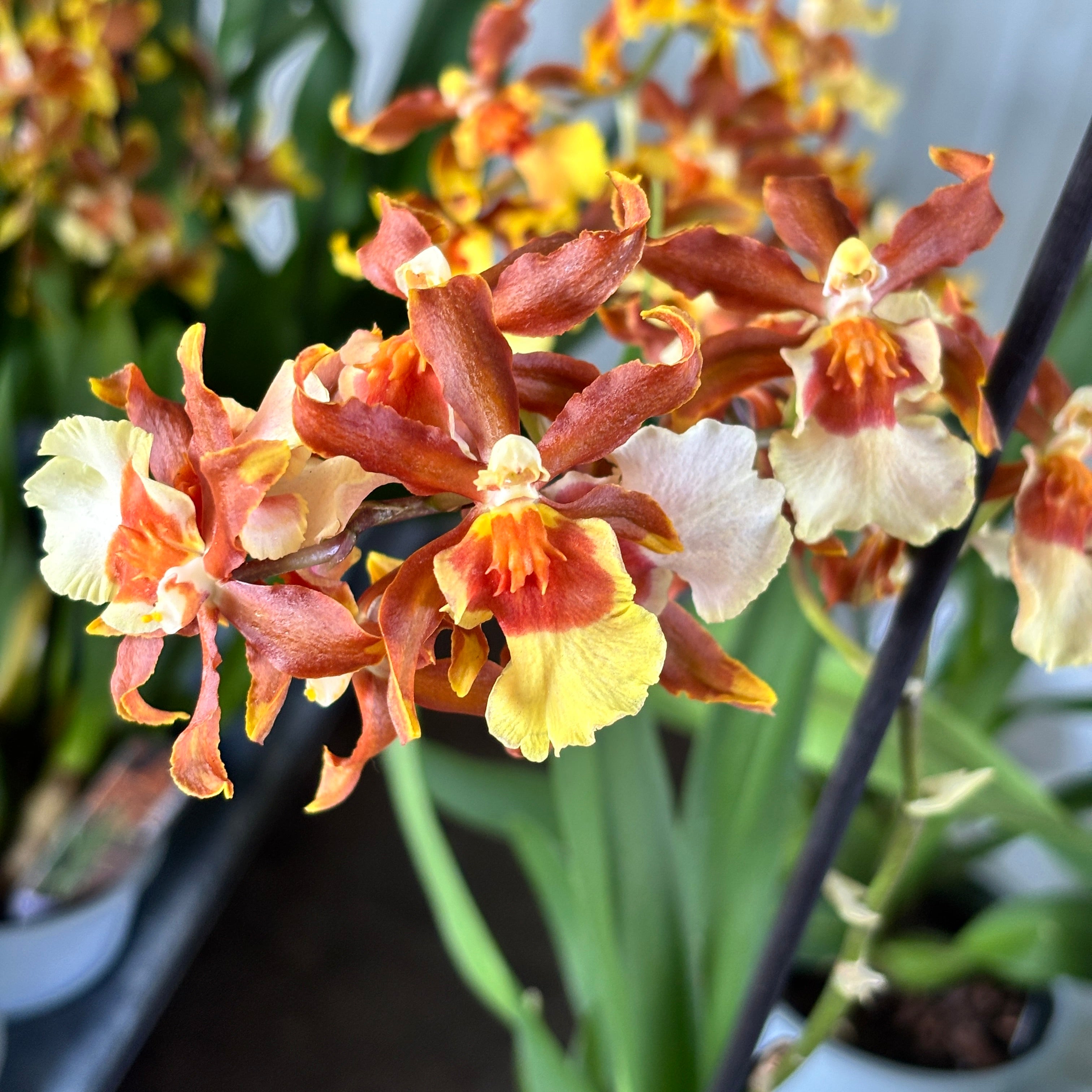 Colmanara Gold Rush - parfumata