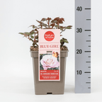 Rosa ‘Blue Girl’® - Trandafir teahibrid, parfumat