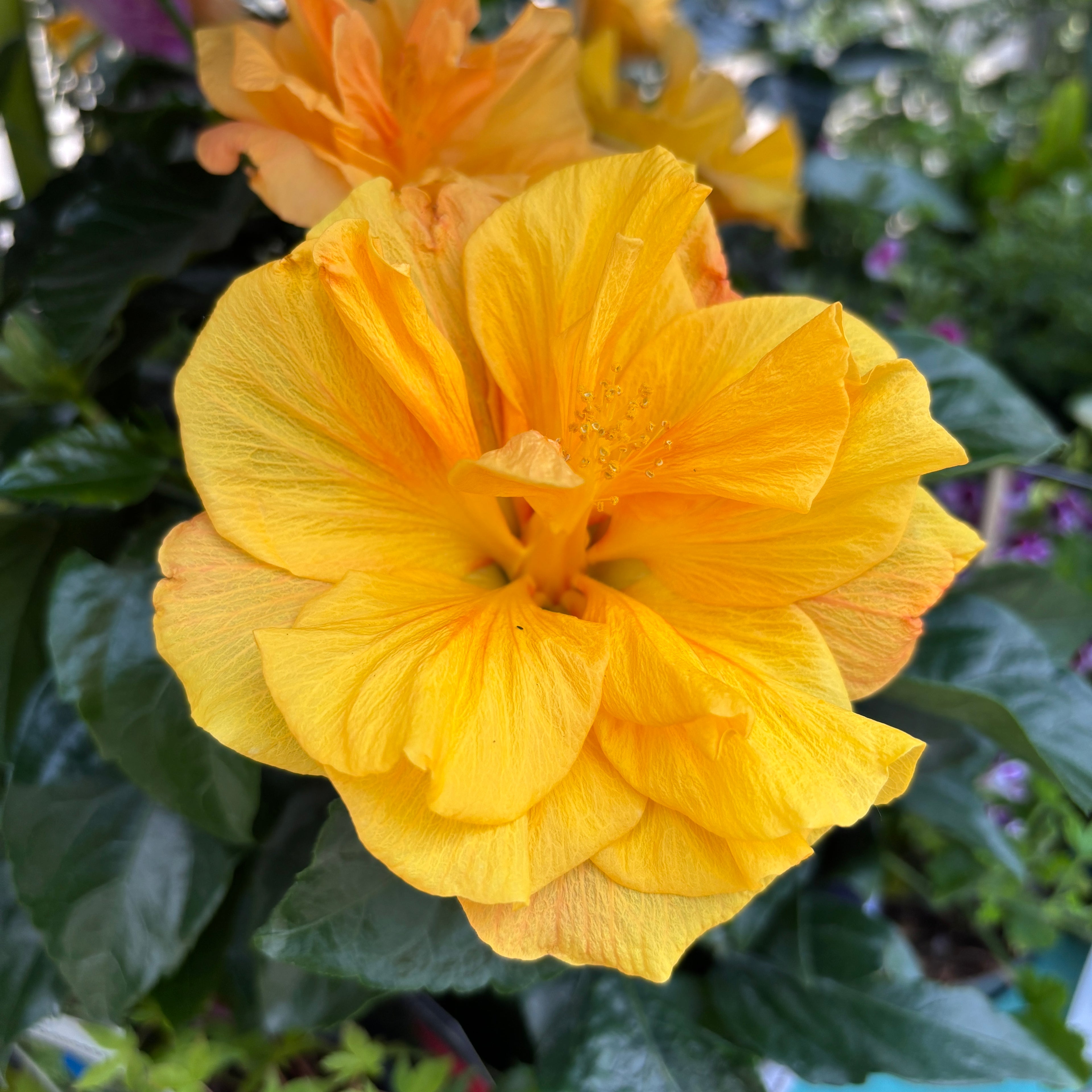 Hibiscus rosa-sinensis 'Jazz' (japonska vrtnica z dvojnimi cvetovi)