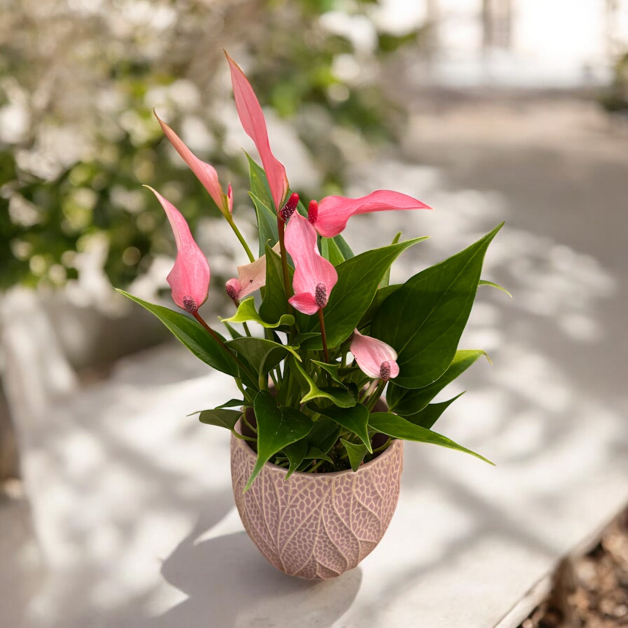 Anthurium Lilli - planta tropicala cu flori elegante si