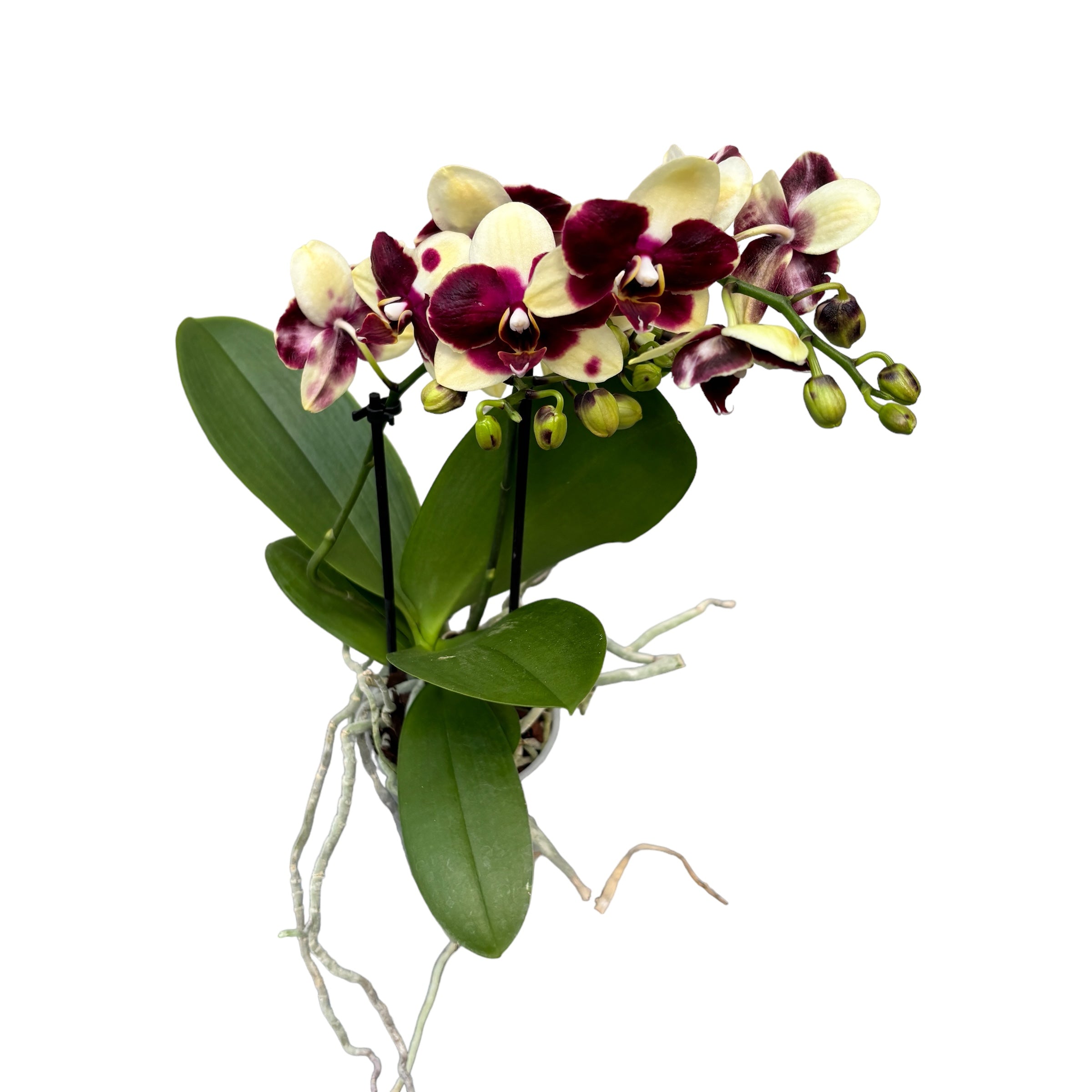 Фаленопсис „Катания“