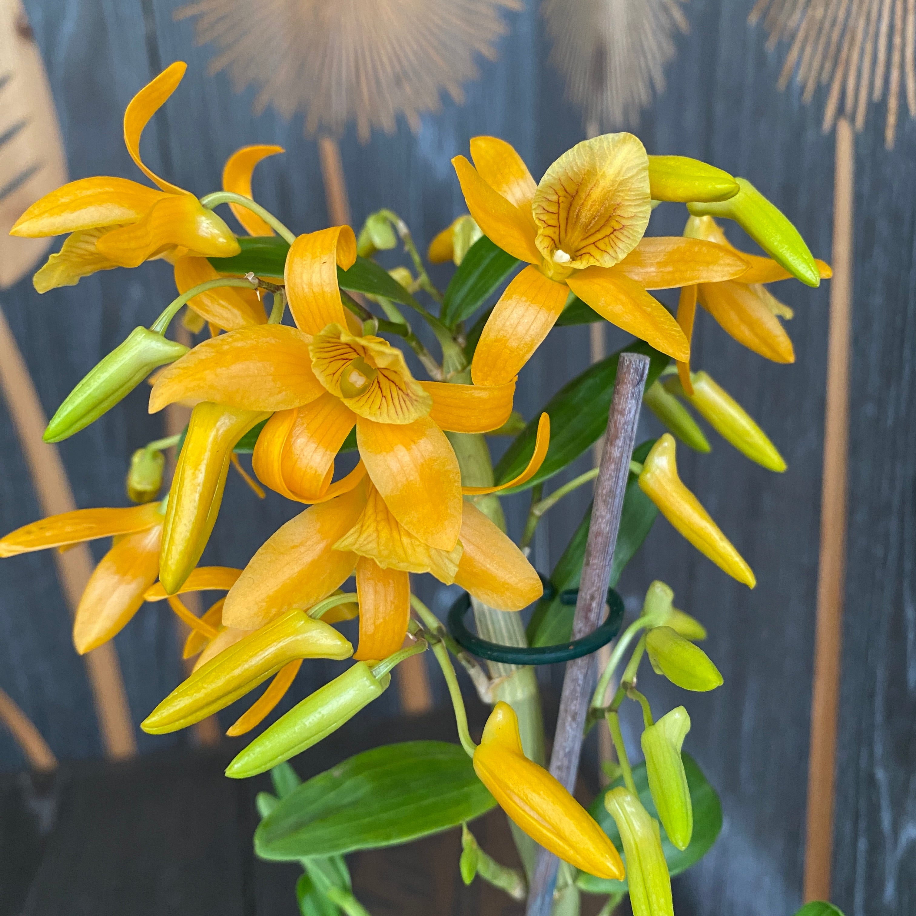 Dendrobium Stardust 'Firebird' - orange, leicht duftend