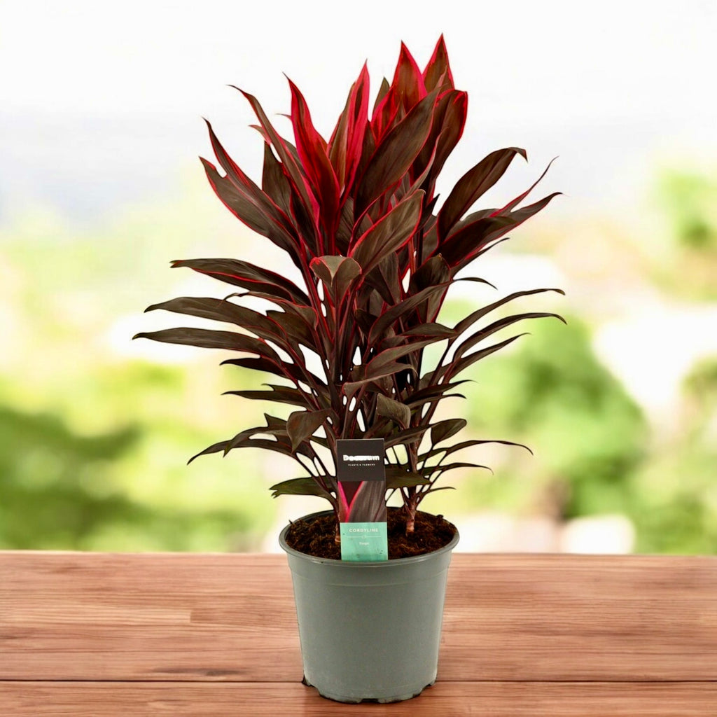 Cordyline ‘Tango’ 3pp – exemplare XL