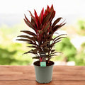 Cordyline ‘Tango’ 3pp – exemplare XL